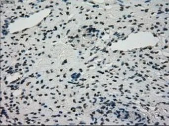 Anti-STK39 antibody [2E10] used in IHC (Paraffin sections) (IHC-P). GTX83543