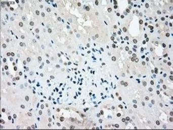 Anti-STK3 antibody [4G10] used in IHC (Paraffin sections) (IHC-P). GTX83546
