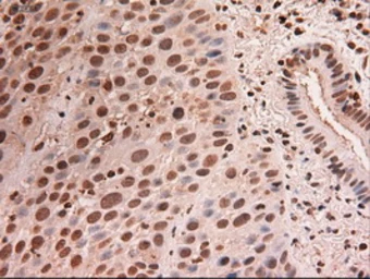 Anti-STAT5A antibody [4H1] used in IHC (Paraffin sections) (IHC-P). GTX83547