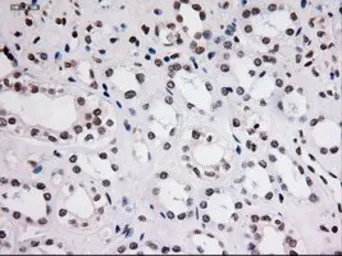 Anti-STAT3 antibody [21E7] used in IHC (Paraffin sections) (IHC-P). GTX83549