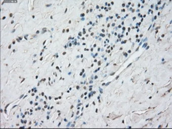 Anti-STAT1 antibody [4H9] used in IHC (Paraffin sections) (IHC-P). GTX83552