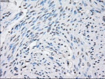 Anti-STAT1 antibody [4H9] used in IHC (Paraffin sections) (IHC-P). GTX83552