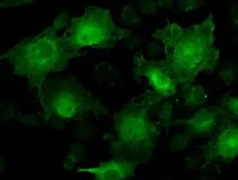 Anti-STAT1 antibody [4H9] used in Immunocytochemistry/ Immunofluorescence (ICC/IF). GTX83552