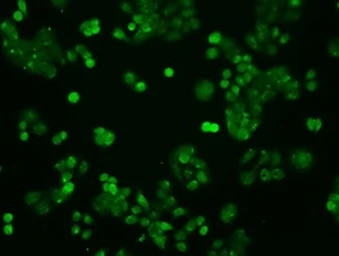 Anti-STAT1 antibody [4H9] used in Immunocytochemistry/ Immunofluorescence (ICC/IF). GTX83552