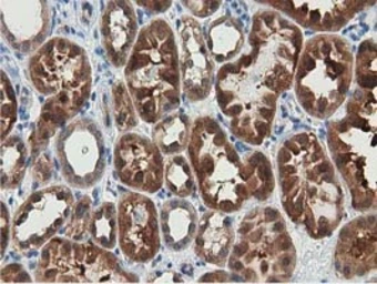 Anti-SSSCA1 antibody [2F5] used in IHC (Paraffin sections) (IHC-P). GTX83556
