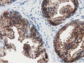 Anti-SSSCA1 antibody [2F5] used in IHC (Paraffin sections) (IHC-P). GTX83556