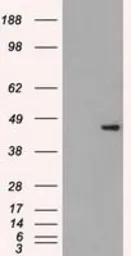Anti-SSB antibody [9D6] used in Western Blot (WB). GTX83557