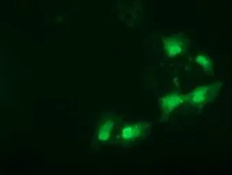 Anti-SPR antibody [3A9] used in Immunocytochemistry/ Immunofluorescence (ICC/IF). GTX83574