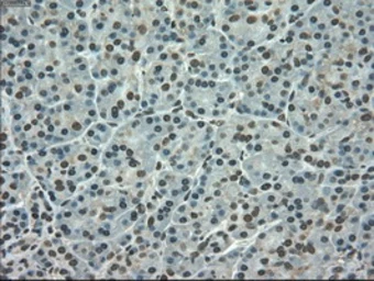 Anti-SLC7A8 antibody [5A9] used in IHC (Paraffin sections) (IHC-P). GTX83618