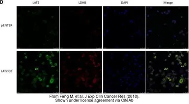 Anti-SLC7A8 antibody [5A9] used in Immunocytochemistry/ Immunofluorescence (ICC/IF). GTX83618