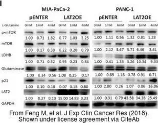 Anti-SLC7A8 antibody [5A9] used in Western Blot (WB). GTX83618
