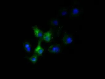 Anti-SLC30A3 antibody [2H6] used in Immunocytochemistry/ Immunofluorescence (ICC/IF). GTX83623