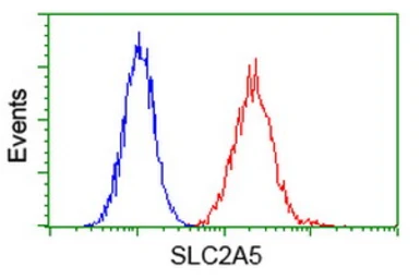Anti-GLUT5 antibody [20E1] used in Flow cytometry (FCM). GTX83631