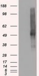 Anti-VMAT2 antibody [9E11] used in Western Blot (WB). GTX83635