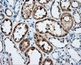 Anti-SIL1 antibody [3E3] used in IHC (Paraffin sections) (IHC-P). GTX83642