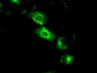 Anti-SIL1 antibody [3E3] used in Immunocytochemistry/ Immunofluorescence (ICC/IF). GTX83642