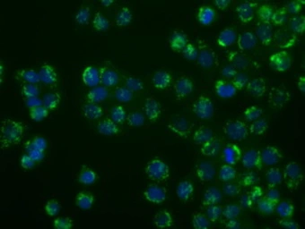 Anti-SIL1 antibody [3E3] used in Immunocytochemistry/ Immunofluorescence (ICC/IF). GTX83642