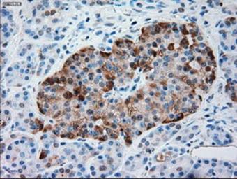 Anti-alpha 1 Antitrypsin antibody [9A1] used in IHC (Paraffin sections) (IHC-P). GTX83666