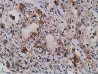 Anti-SDR9C7 antibody [4B5] used in IHC (Paraffin sections) (IHC-P). GTX83671