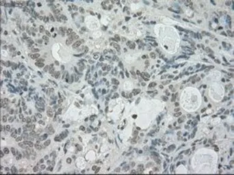 Anti-SATB1 antibody [13D6] used in IHC (Paraffin sections) (IHC-P). GTX83682
