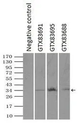 Anti-RPA32 antibody [8B3] used in Immunoprecipitation (IP). GTX83688