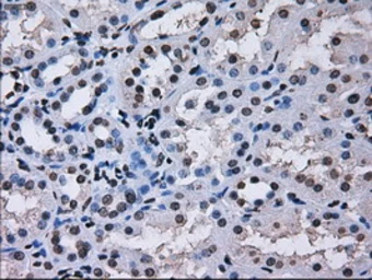 Anti-RPA32 antibody [1H10] used in IHC (Paraffin sections) (IHC-P). GTX83691