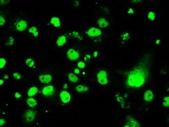 Anti-RPA32 antibody [7C12] used in Immunocytochemistry/ Immunofluorescence (ICC/IF). GTX83695