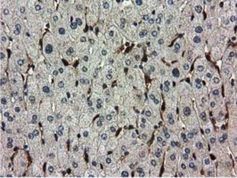 Anti-Ribonuclease Inhibitor antibody [3F11] used in IHC (Paraffin sections) (IHC-P). GTX83696