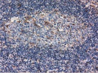 Anti-Ribonuclease Inhibitor antibody [3F11] used in IHC (Paraffin sections) (IHC-P). GTX83696