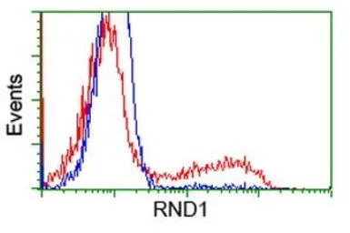 Anti-RND1 antibody [1C3] used in Flow cytometry (FCM). GTX83708