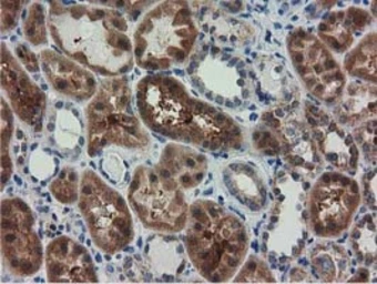 Anti-RASD2 antibody [1G1] used in IHC (Paraffin sections) (IHC-P). GTX83722
