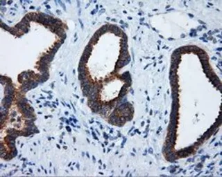 Anti-RALBP1 antibody [2A6] used in IHC (Paraffin sections) (IHC-P). GTX83734
