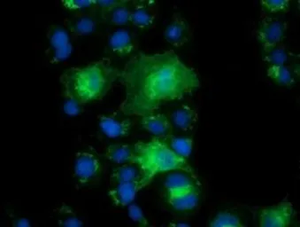 Anti-PYCRL antibody [2E10] used in Immunocytochemistry/ Immunofluorescence (ICC/IF). GTX83750