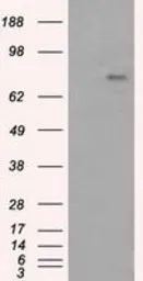 Anti-PTPRE antibody [3D4] used in Western Blot (WB). GTX83767