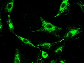 Anti-PROM2 antibody [3D12] used in Immunocytochemistry/ Immunofluorescence (ICC/IF). GTX83794