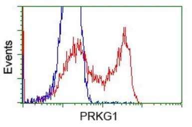 Anti-PRKG1 antibody [9A4] used in Flow cytometry (FCM). GTX83812