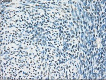 Anti-PPP5C antibody [3G1] used in IHC (Paraffin sections) (IHC-P). GTX83836