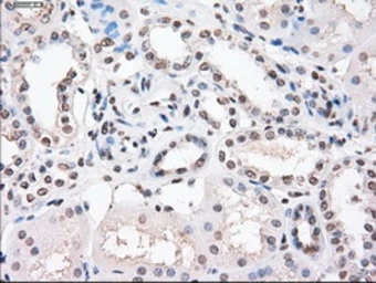 Anti-PPP5C antibody [3G1] used in IHC (Paraffin sections) (IHC-P). GTX83836