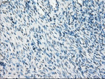 Anti-PPP5C antibody [3G1] used in IHC (Paraffin sections) (IHC-P). GTX83836