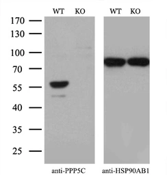 Anti-PPP5C antibody [3G1] used in Western Blot (WB). GTX83836