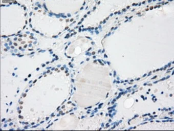 Anti-PPP5C antibody [5G5] used in IHC (Paraffin sections) (IHC-P). GTX83840