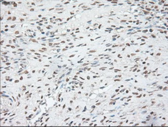 Anti-Oct4 antibody [9B7] used in IHC (Paraffin sections) (IHC-P). GTX83850