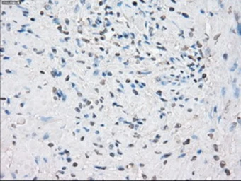 Anti-POR antibody [1B11] used in IHC (Paraffin sections) (IHC-P). GTX83858