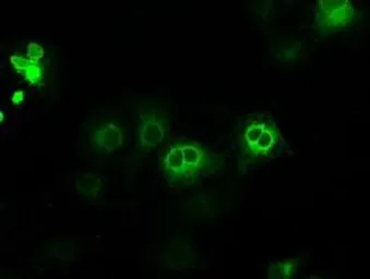 Anti-POR antibody [1B11] used in Immunocytochemistry/ Immunofluorescence (ICC/IF). GTX83858