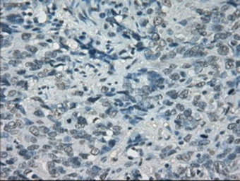 Anti-POR antibody [5H5] used in IHC (Paraffin sections) (IHC-P). GTX83859