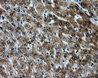 Anti-PKMYT1 antibody [5E1] used in IHC (Paraffin sections) (IHC-P). GTX83877