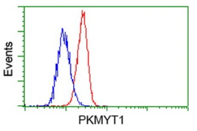 Anti-PKMYT1 antibody [5E1] used in Flow cytometry (FCM). GTX83877