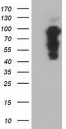 Anti-PIK3AP1 antibody [7G9] used in Western Blot (WB). GTX83898