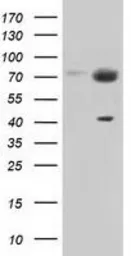 Anti-PEX5 antibody [1D3] used in Western Blot (WB). GTX83908