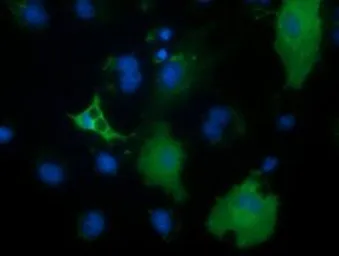 Anti-PECR antibody [1C9] used in Immunocytochemistry/ Immunofluorescence (ICC/IF). GTX83914